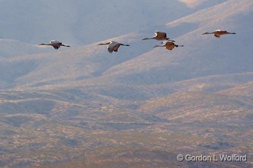 Cranes In Flight_73089.jpg - Sandhill Cranes (Grus canadensis) photographed in the Bosque del Apache National Wildlife Refuge near San Antonio, New Mexico USA. 